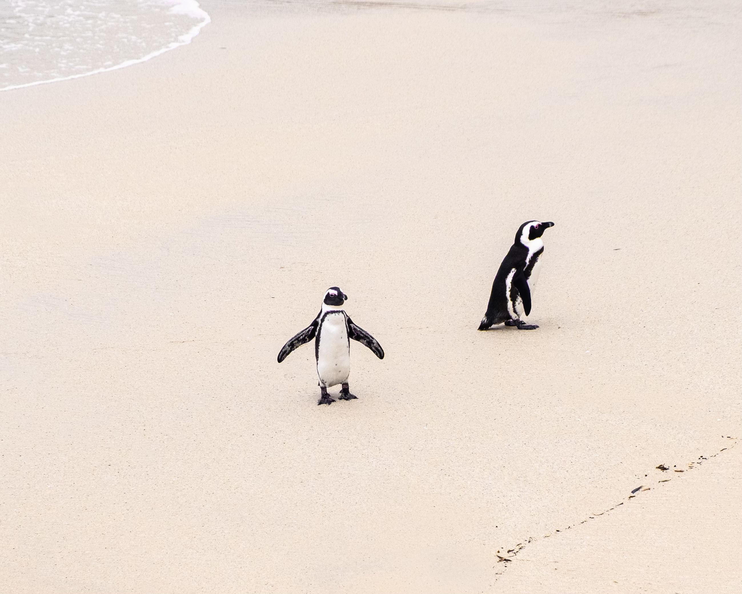 Cape Town Penguins 4