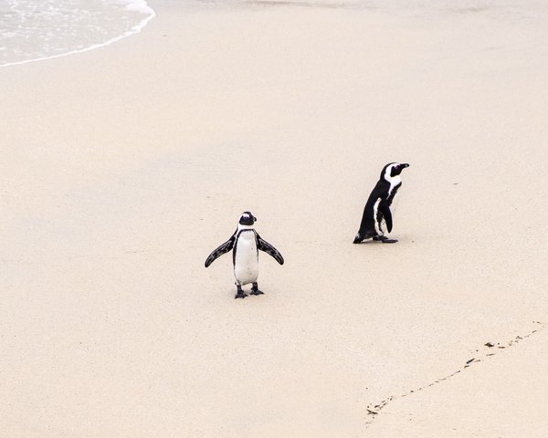 Cape Town Penguins 4