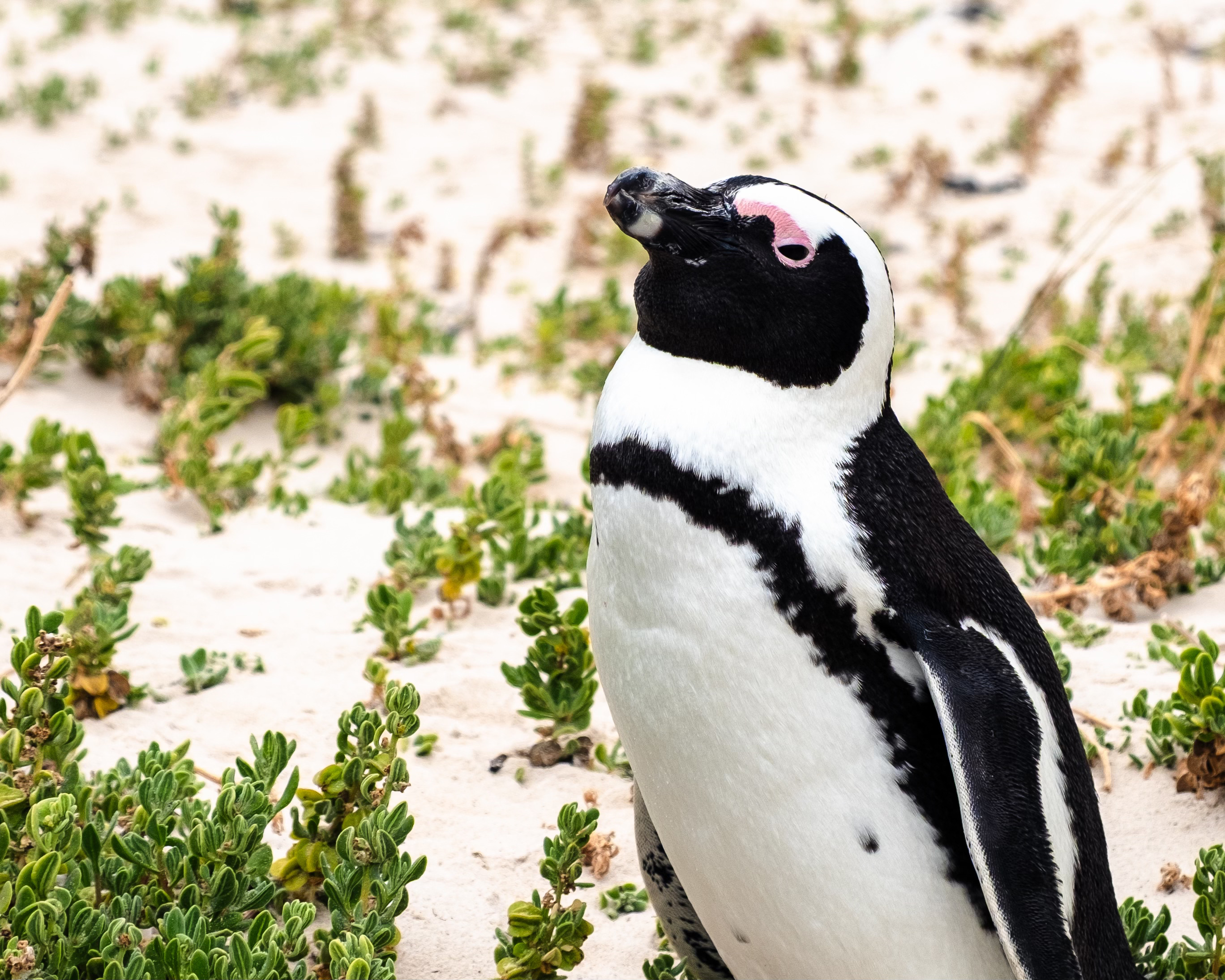 Cape Town Penguins 3
