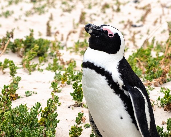 Cape Town Penguins 3