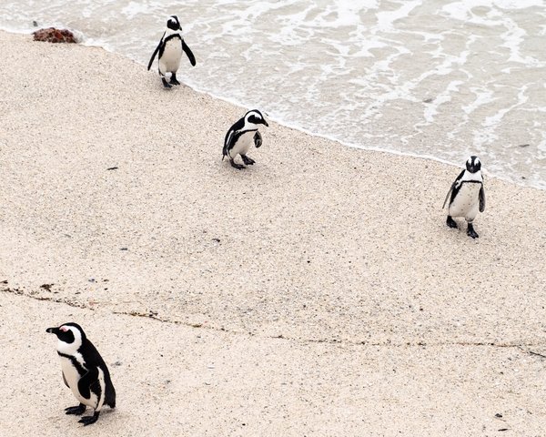 Cape Town Penguins 1