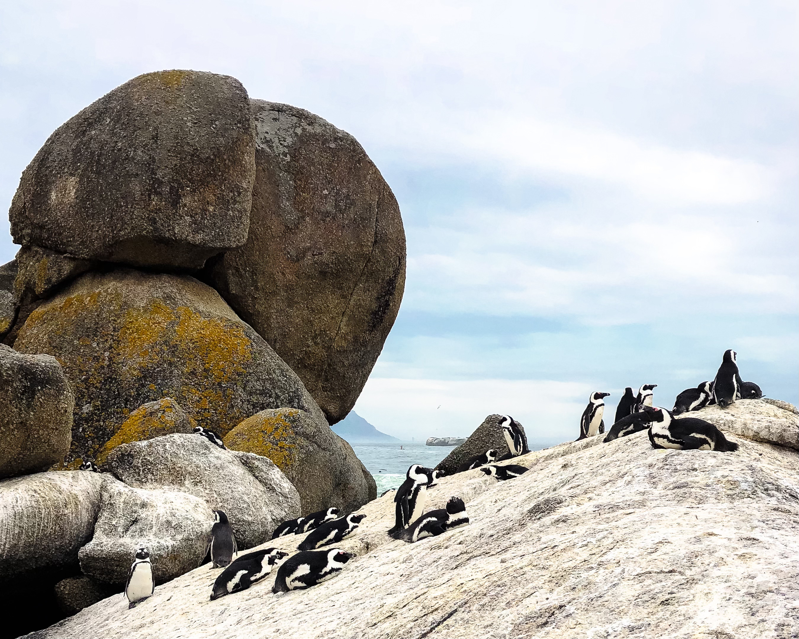 Cape Town Penguins 2