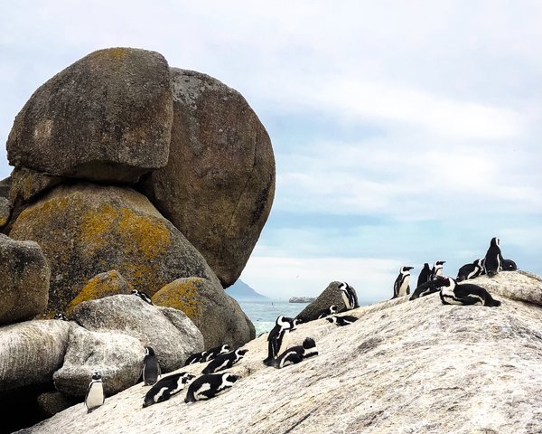 Cape Town Penguins 2
